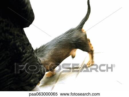 Stock Photography - Person wearing coat and dog, partial view. Fotosearch