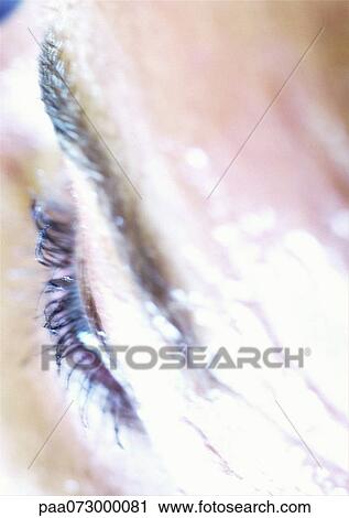 Woman's eyelashes and eyebrow, high angle view View Large Photo Image Stock Image - Woman's eyelashes and eyebrow, high angle view. Fotosearch