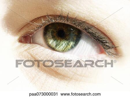 Woman's green eye, close up. View Large Photo Image Stock Image - Woman's green eye, close up.. Fotosearch