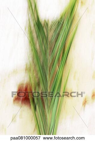 Close up of palm leaf, blurred View Large Photo Image Stock Photo - Close up of palm leaf, blurred. Fotosearch