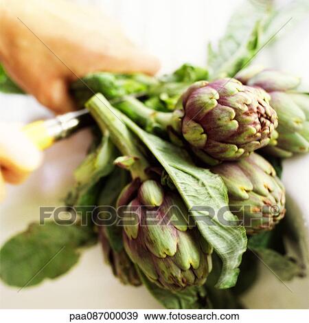 Stock Photo - Close-up of bunch of artichokes being held in hand. Fotosearch