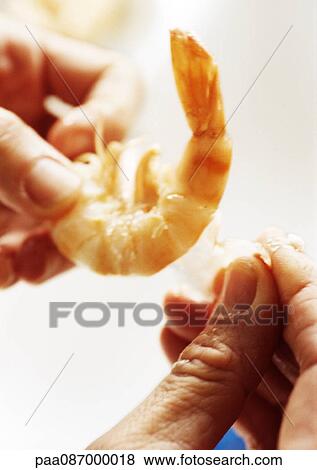 Stock Photo - Close-up of hand peeling shrimp.. Fotosearch