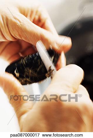 Stock Photo - Close-up of hands cleaning mussels with small knife. Fotosearch
