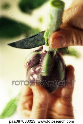 Close-up of hands cutting stem off artichoke, blurry. View Large Photo Image Stock Image - Close-up of hands cutting stem off artichoke, blurry.. Fotosearch