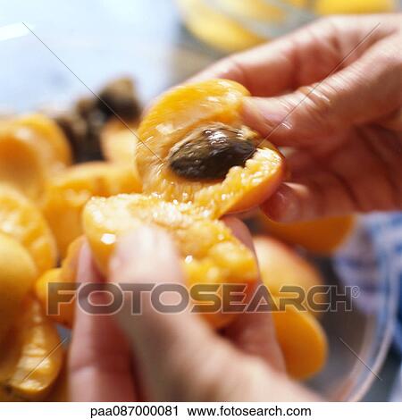 Close-up of hands holding apricot halves View Large Photo Image Stock Image - Close-up of hands holding apricot halves. Fotosearch