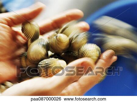 Stock Photograph - Close-up of hands holding cockles. Fotosearch