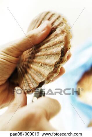 Close-up of hands opening a scallop View Large Photo Image Stock Photo - Close-up of hands opening a scallop. Fotosearch