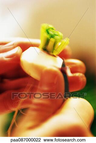 Close-up of hands peeling turnip, blurry. View Large Photo Image Stock Image - Close-up of hands peeling turnip, blurry.. Fotosearch