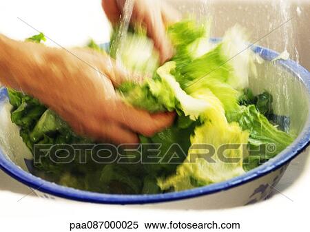 Close-up of hands washing lettuce. View Large Photo Image Stock Photography - Close-up of hands washing lettuce.. Fotosearch
