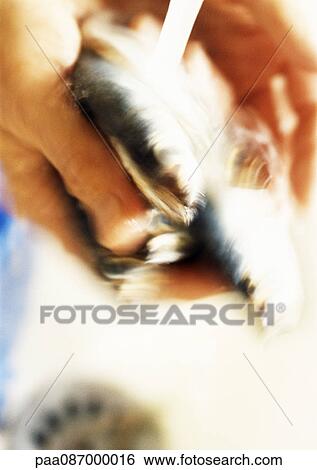 Stock Photograph - Close-up of hands washing mussels. Fotosearch