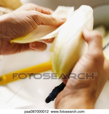 Hands holding endive, close-up View Large Photo Image Stock Image - Hands holding endive, close-up. Fotosearch