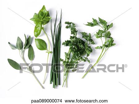 Assortment of fresh herbs View Large Photo Image Picture - Assortment of fresh herbs. Fotosearch