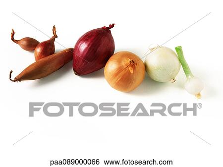 Stock Photograph - Assortment of onions in a line. Fotosearch