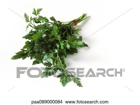 Picture - Bunch of flat leaf parsley. Fotosearch