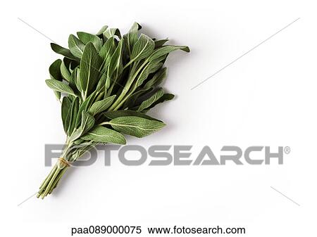 Bunch of fresh sage View Large Photo Image Stock Photography - Bunch of fresh sage. Fotosearch