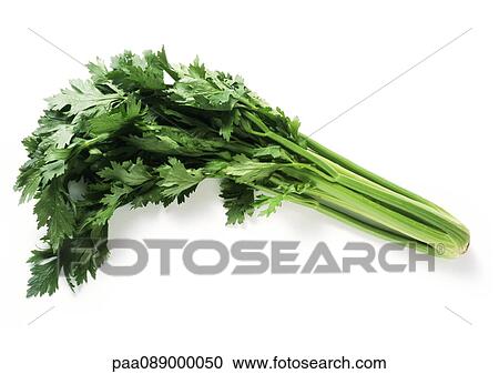 Stock Image - Celery, full length. Fotosearch
