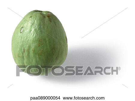Chayote, close-up View Large Photo Image Picture - Chayote, close-up. Fotosearch