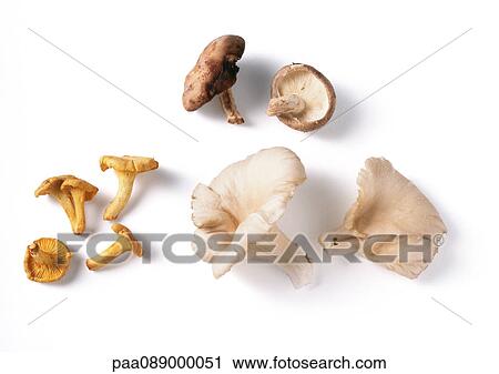 Different types of mushrooms. View Large Photo Image Stock Image - Different types of mushrooms.. Fotosearch