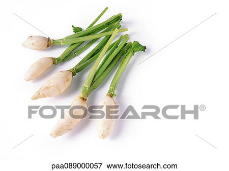Stock Photo - Dikon radishes, full length. Fotosearch