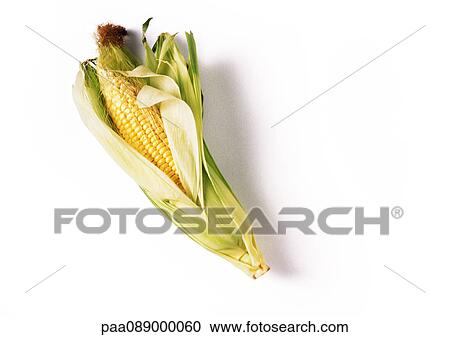 Ear of corn in husk, full length View Large Photo Image Stock Image - Ear of corn in husk, full length. Fotosearch