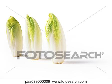 Endive, standing on end, full length View Large Photo Image Stock Photo - Endive, standing on end, full length. Fotosearch