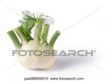 Fennel bulb View Large Photo Image Stock Image - Fennel bulb. Fotosearch