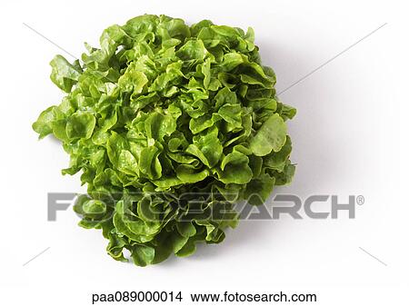 Head of green leaf lettuce, top view View Large Photo Image Picture - Head of green leaf lettuce, top view. Fotosearch