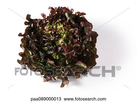 Head of red leaf lettuce, top view, close-up View Large Photo Image Stock Image - Head of red leaf lettuce, top view, close-up. Fotosearch