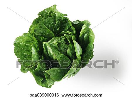 Head of romaine lettuce, top view, close-up View Large Photo Image Stock Photograph - Head of romaine lettuce, top view, close-up. Fotosearch