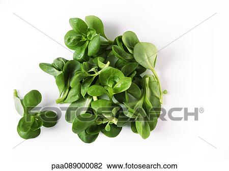 Lamb's lettuce, close-up View Large Photo Image Stock Image - Lamb's lettuce, close-up. Fotosearch