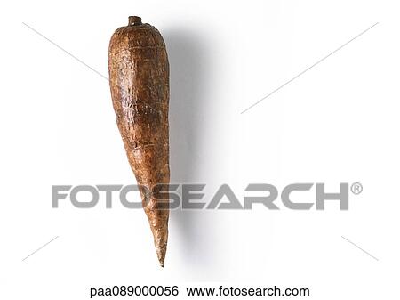 Manioc root, full length View Large Photo Image Stock Photograph - Manioc root, full length. Fotosearch