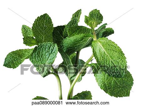 Mint leaves, close-up View Large Photo Image Stock Image - Mint leaves, close-up. Fotosearch