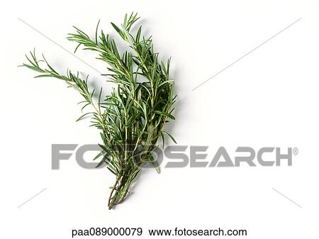 Stock Photo - Rosemary. Fotosearch
