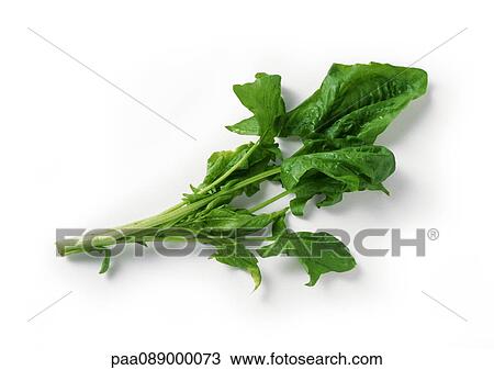 Spinach stem and leaves, full length View Large Photo Image Stock Image - Spinach stem and leaves, full length. Fotosearch