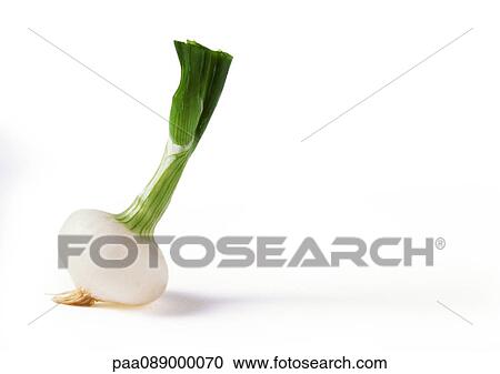 Spring onion, close-up View Large Photo Image Stock Image - Spring onion, close-up. Fotosearch