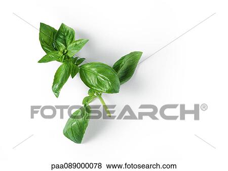 Stem of fresh basil, close-up View Large Photo Image Stock Photo - Stem of fresh basil, close-up. Fotosearch