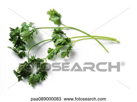 Stems of cilantro, full length View Large Photo Image Stock Image - Stems of cilantro, full length. Fotosearch