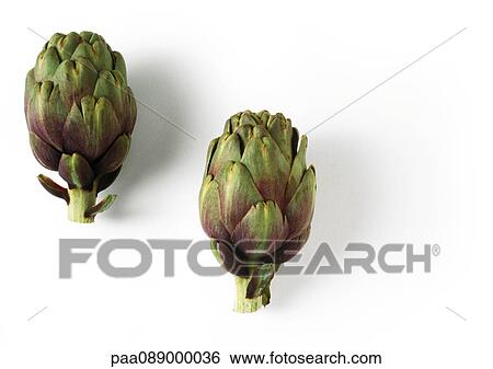 Two artichokes, side view View Large Photo Image Stock Photograph - Two artichokes, side view. Fotosearch