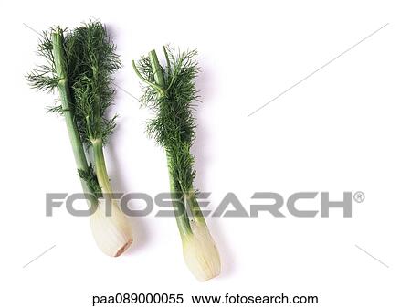 Two fennel bulbs with stems, full length View Large Photo Image Stock Photography - Two fennel bulbs with stems, full length. Fotosearch
