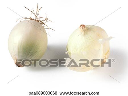 Stock Photo - Two white onions, close-up. Fotosearch