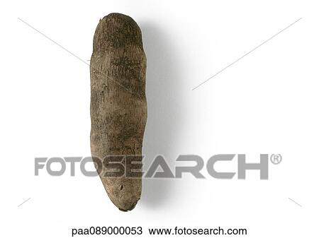 Yam, full length View Large Photo Image Stock Image - Yam, full length. Fotosearch