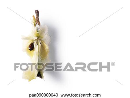 Apple core, close-up View Large Photo Image Stock Image - Apple core, close-up. Fotosearch