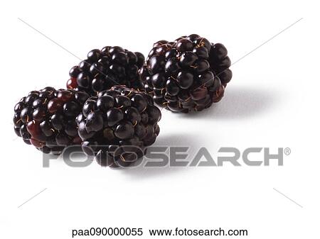 Stock Photography - Blackberries, close-up. Fotosearch