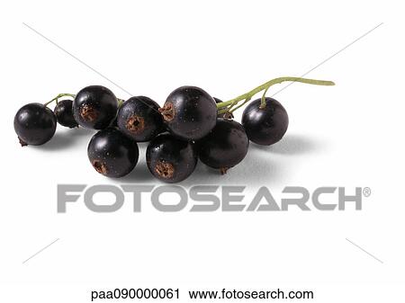 Stock Image - Blackcurrants. Fotosearch