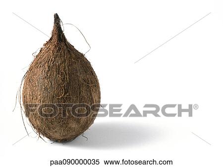 Stock Photography - Coconut. Fotosearch