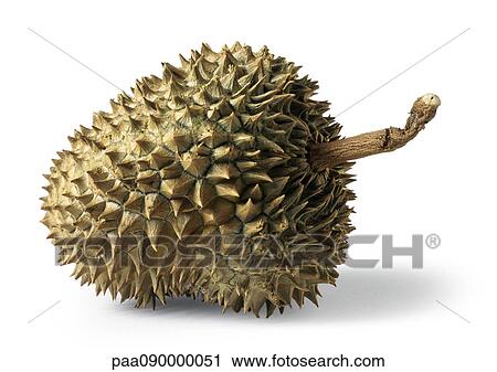 Durain, close-up View Large Photo Image Stock Image - Durain, close-up. Fotosearch
