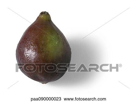 Fig, close-up View Large Photo Image Stock Image - Fig, close-up. Fotosearch