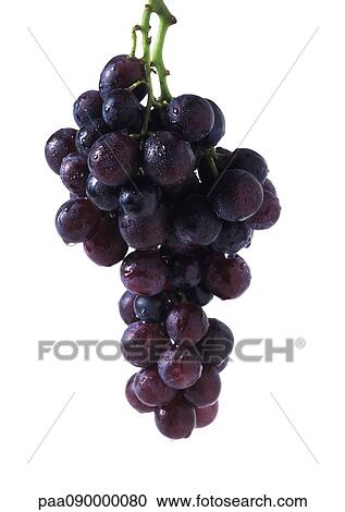 Stock Image - Wet grapes, close-up. Fotosearch