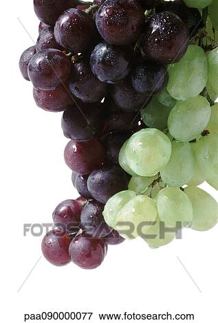 Stock Photo - Wet grapes, close-up. Fotosearch