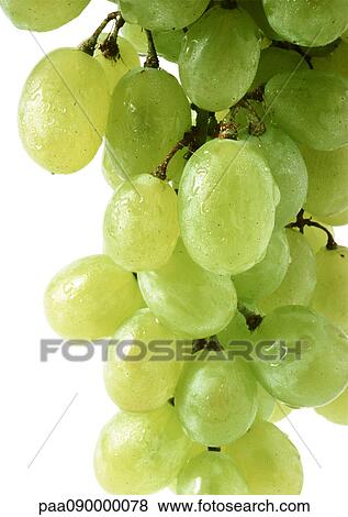 Wet grapes, close-up View Large Photo Image Stock Photo - Wet grapes, close-up. Fotosearch